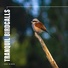 Sounds of the Forest