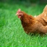 EGGB3RT, Lil Teat