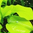 Fund Renewable Energy