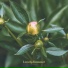 Lowtone Music