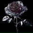 Ruby Darkrose