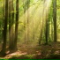 Nature Noise Wind