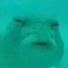 FISHMANE, LaughingSkxll