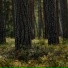 Звуки леса, Хорошие звуки для ума и тела