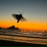 Arthropod