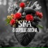 SFA