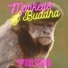 Monkeys of BUDDHA
