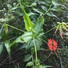 Pirasanth Ganeshamoorthy
