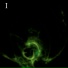 Fellirium