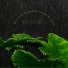 Nature Noise Monsoon Rains