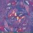 PINX, Drapula