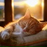 Classical Music, Cosy Kittens, Cat Bliss