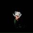 cr1rns0nrlver X redcxxlcat