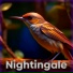 Nightingale