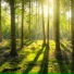 Tranquil Forest Effect