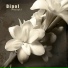 DIPOL