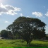 Bando Dagua