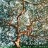 Kanopy