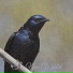 Steve Urwin