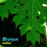 Brownbuds