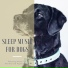 Calming Music for Dogs