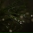Intrik