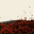Nakani
