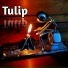 Tulip