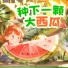 儿歌多多, 幼米儿歌, 哆咪儿歌
