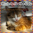 Relax My Cat, Cat Music Dreams