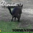 Dandar