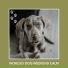 Relaxing Dog Music
