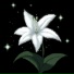 4GOTTXN, nashi