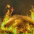 INFERNO