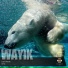 Wayik