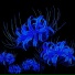 FLOWVER