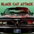 Black Cat Attack