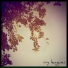 Ivy League TX