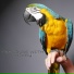 Mikey The Macaw
