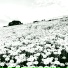 auragarden