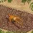 Modokat