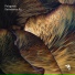 Polygonia