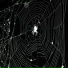 txdd?, persecxted
