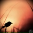 Betterfly