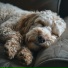 Puppy Music Dreams, Dogs music, New Darwin