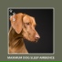 Dog Chill Out Music