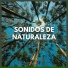 Sonido Del Bosque y Naturaleza