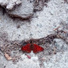 Crawling Stream