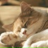 Cat Relaxing Master