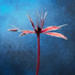 Eclectic Nature Noise